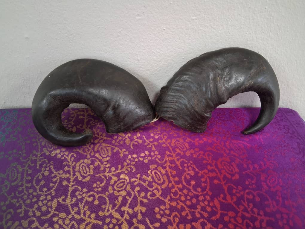 Cuernos de Búfalo (Oya)